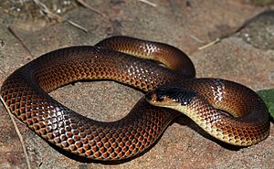 Little Whip Snake (Parasuta flagellum) (8654702624).jpg