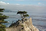 Lone cypress tree Monterey CA photo D Ramey Logan