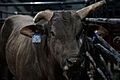 Long John bucking bull