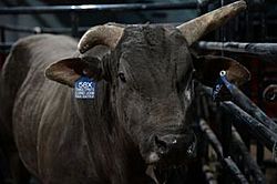 Long John bucking bull.jpg