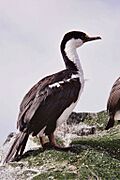 MacquarieIslandCormorant