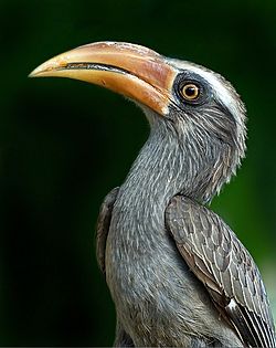 Malabar grey hornbill.jpg