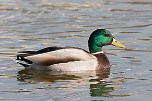 Mallard (Anas platyrhynchos) 02.jpg