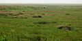 McFaddin National Wildlife Refuge, Jefferson County, Texas, USA (30 April 2010)