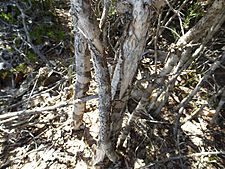 Melaleuca scabra (bark)