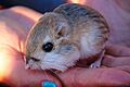 Merriam's Kangaroo Rat