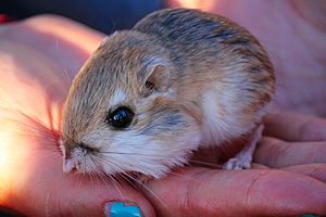 Merriam's kangaroo rat Facts for Kids