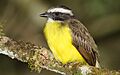 Myiozetetes-similis-001