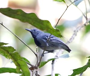 Myrmotherula longipennis - Long-winged antwren (male).jpg
