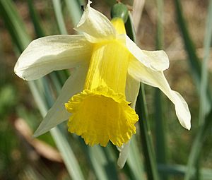 Narcissus pseudonarcissus flower 300303.jpg