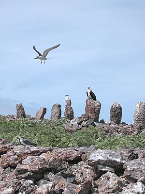 Necker Island Standing Stones