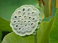 Lotus seed head