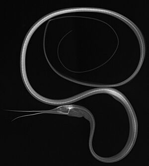 Nemichthys scolopaceus X-ray.jpg