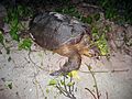Nesting hawksbill turtle Mona Island no.2