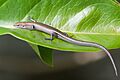 Niveoscincus metallicus - Austin's Ferry
