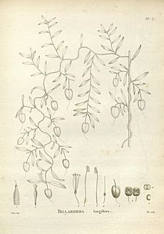 Novæ Hollandiæ plantarum specimen (Tab. 89) (8223092783)