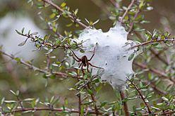 Nursery Web Spider at Sinclair Wetlands