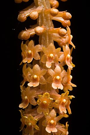 Oberonia crateriformis D.L.Jones & M.A.Clem., Austral. Orchid Res. 5 9 (2006) (45303180931).jpg