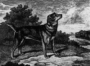 Old English Black and Tan Terrier.jpg