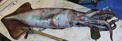 Ommastrephes bartramii (Neon flying squid), Northern Hawaiian waters