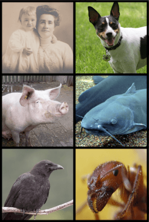 Omnivore Examples