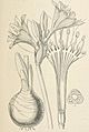 Pancratium maritimum Lindley