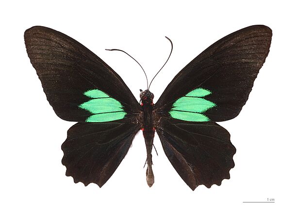 Parides sesostris MHNT dos