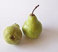 Pear peckham 78