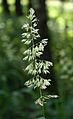 Phalaris arundinacea 1