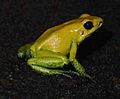 Phyllobates bicolor frog on soil