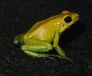 Phyllobates bicolor frog on soil.jpg