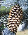 Picea pungens2