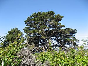 Pinus radiata Lobos