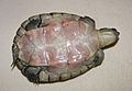 Plastron de Trachemys decussata angusta