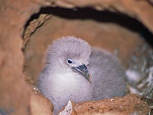 Procellariidae - Puffinus pacificus (Wedge-tailed Shearwaters)
