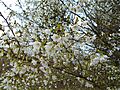 Prunus incisa Yamadei 2015-04-16 058