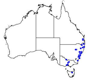 Pseudosuccinea columella map Australia