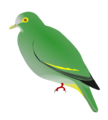 Ptilinopus arcanus