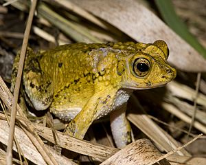 Puerto Rican crested toad.jpg