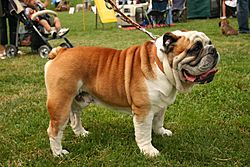 English bulldog clearance with kids