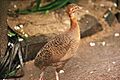 Rhynchotus rufescens -Parque das Aves-8a
