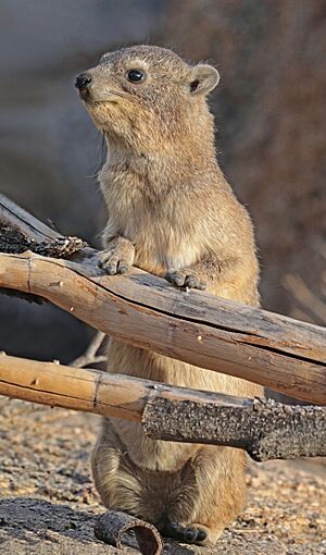 Rock hyrax (Procavia capensis) 2.jpg