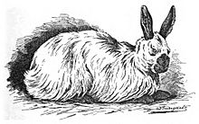 Russisches Angora-Kaninchen (Jean Bungartz, Kaninchenrassen, 1902, p065)