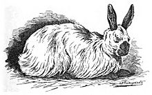 Angora rabbit Facts for Kids