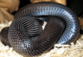 Shimmer-of-mexican-black-kingsnake