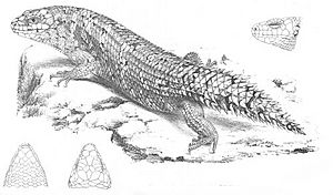 Silubosaurus Stokesii (Discoveries in Australia)