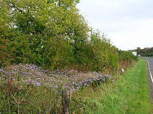 Site of the old Goldcraigs Toll House