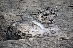 Snow Leopard 13