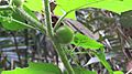 Solanum lasiocarpum - Indian nightshade at Kappimala, Alakode (1)