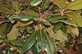 Southern Magnolia Leaf Cluster 3008px